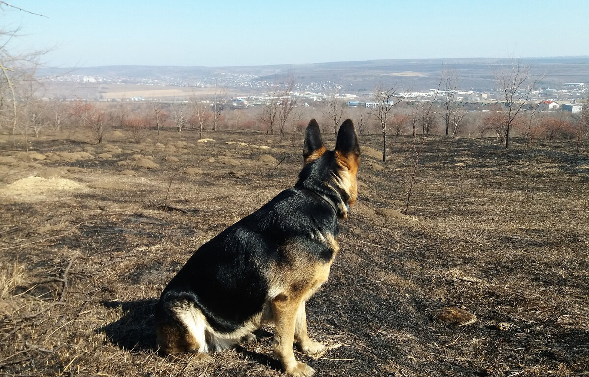 Кейси, фото автора