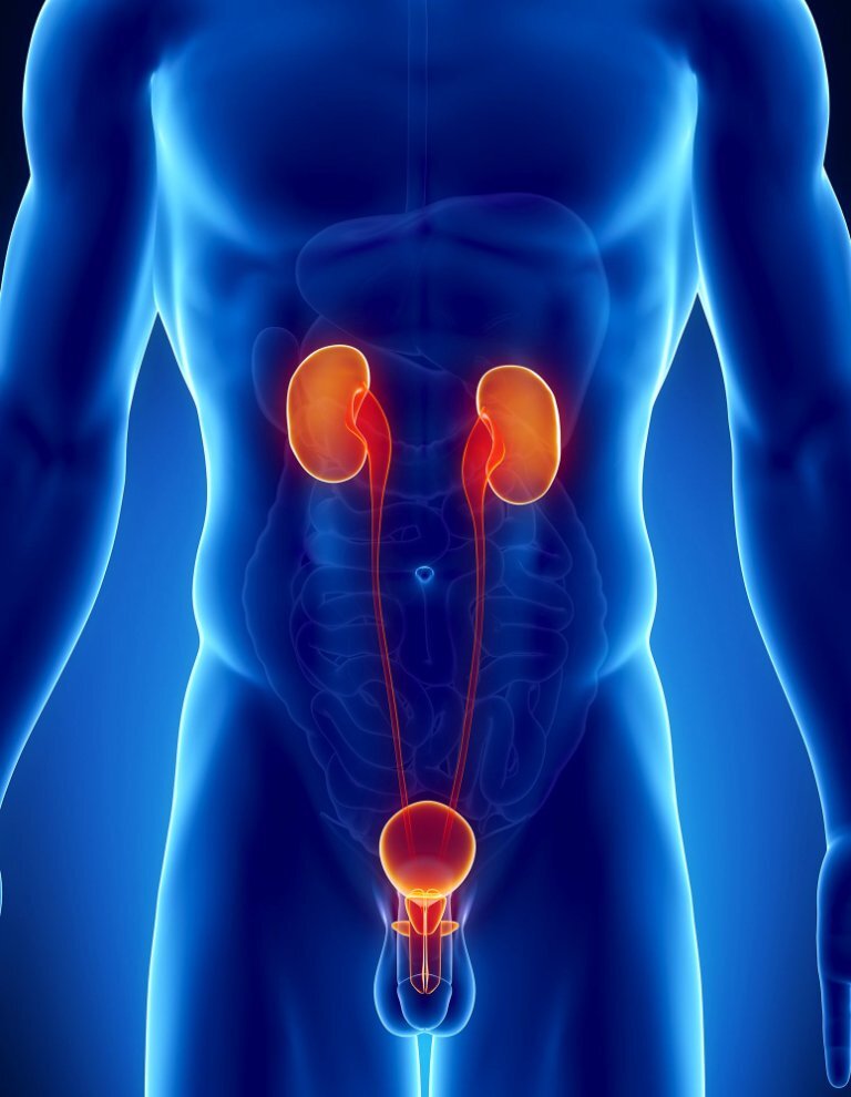 Естественный фильтр организма. Источник: 1000listnik.ru