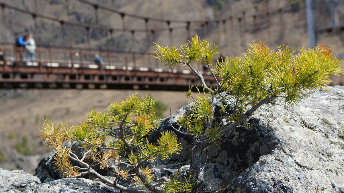 Кто-то сдаётся, а кто-то и на камне найдёт дом. Фото автора. 