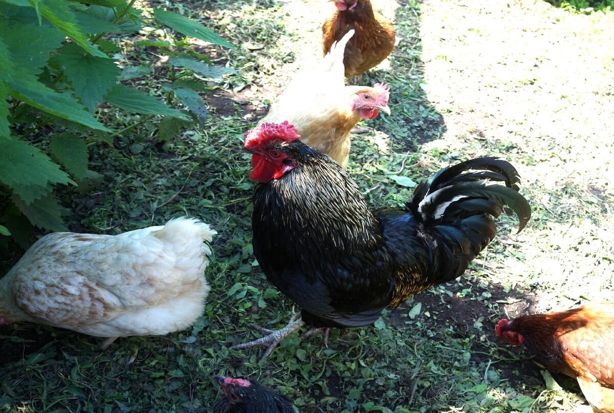 заботливый хозяин и подопечных правильно воспитает