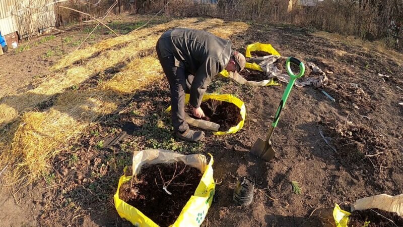 Пересадка голубики