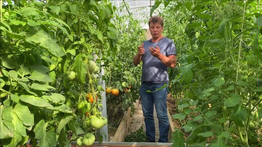 практические рекомендации по уходу за томатами в условиях экстремальной погоды (видео 2021 года, но ничего изменять не буду)