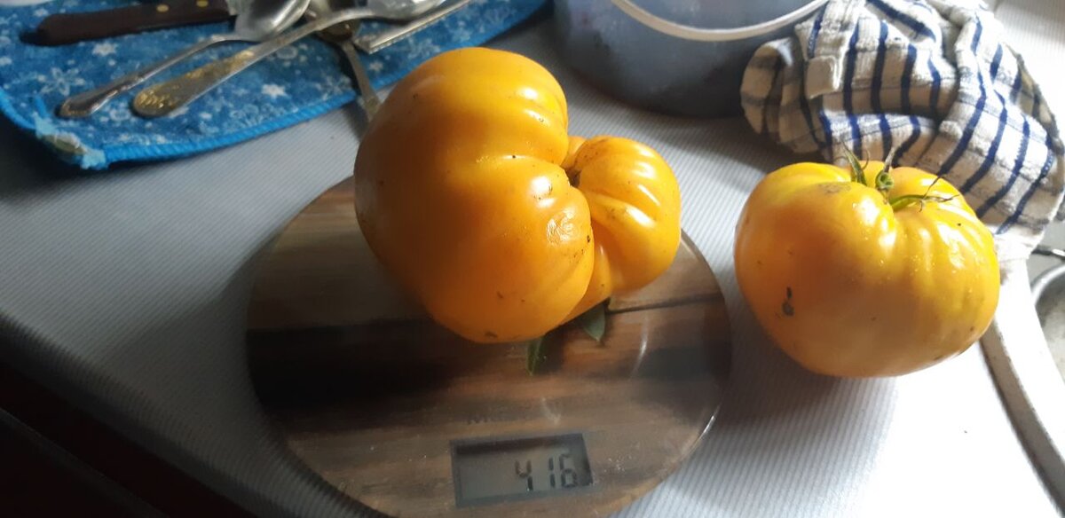 вес одного помидора 416 гр
