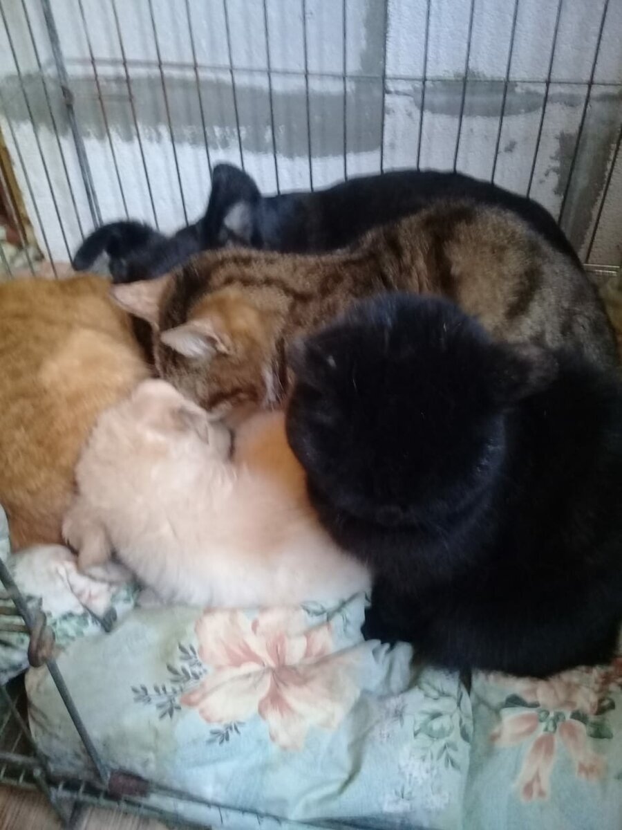 Вот так прижимаются котейки к собачкам и дружненько спят ...