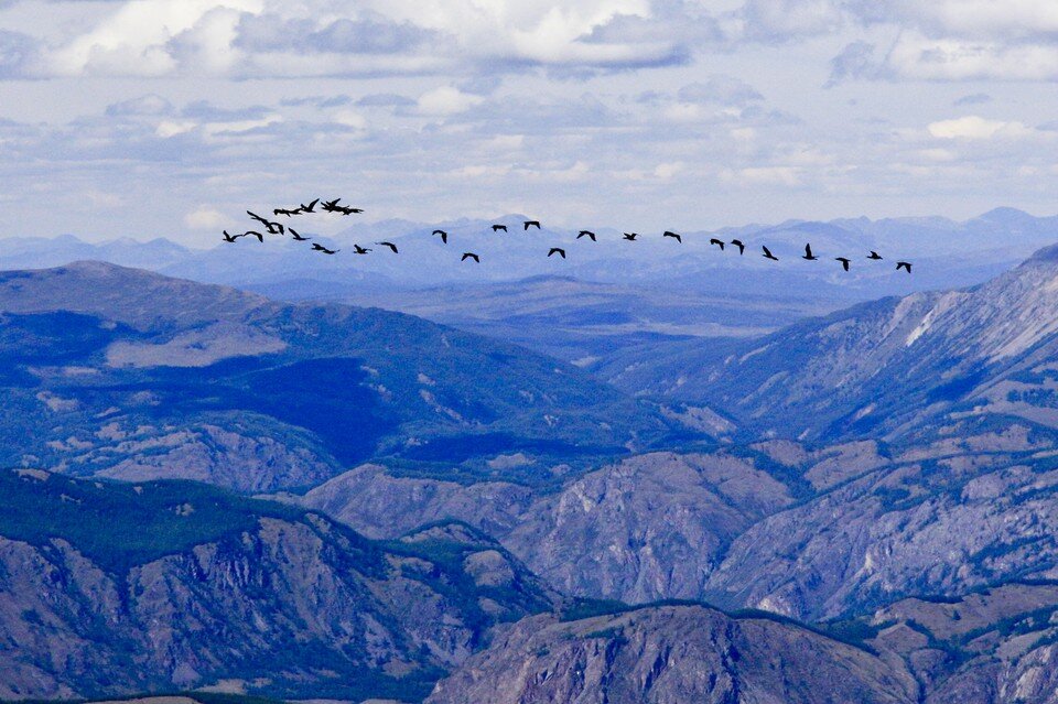     Перелетные птицы отправились на юг из Новосибирской области. Олег УКЛАДОВ