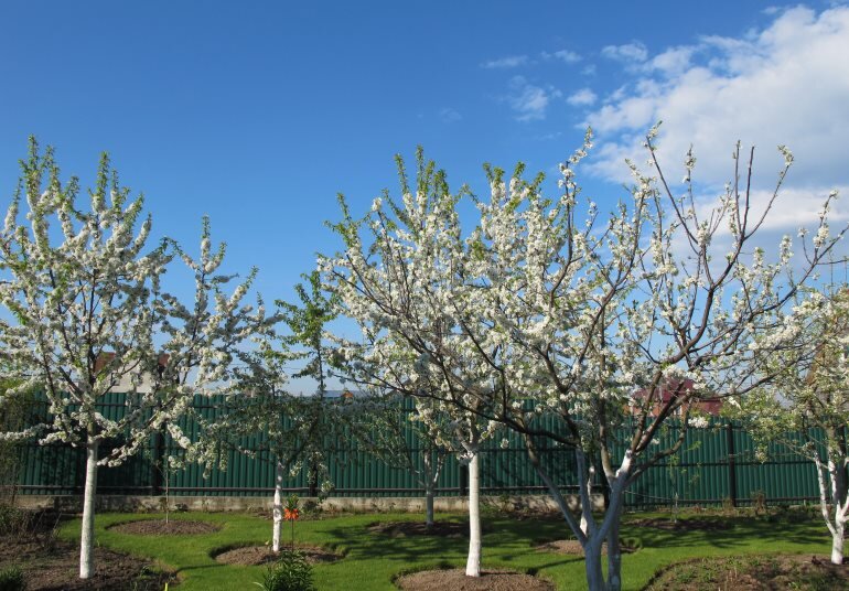 Яблоня груша нэши. Груша черешня рядом. Груша сибирская. Вишня и жимолость. Черешня дерево.