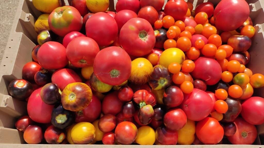Разнообразие сортов помидоров впечатляет.