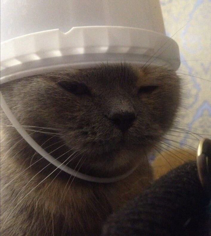 Курьезные ситуации с котами