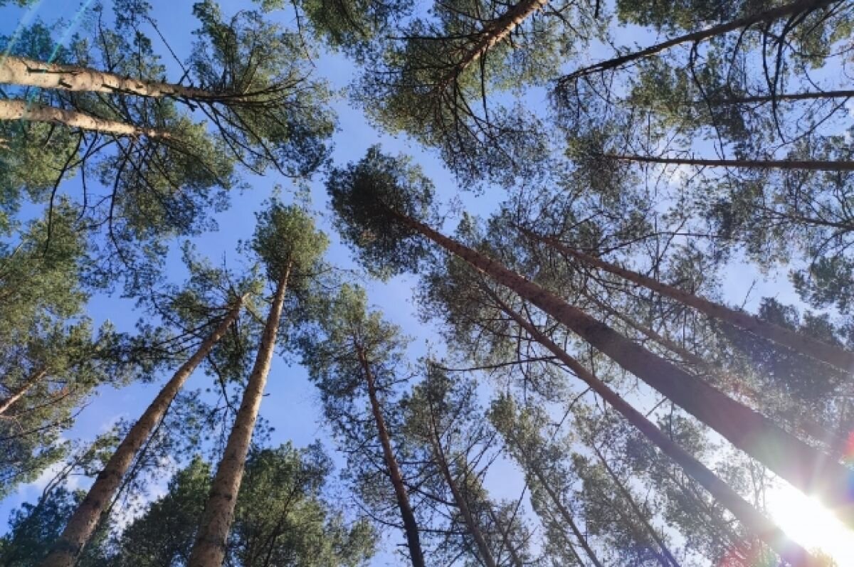    В Перми две девушки обнаружили труп во время сбора грибов в сосновом бору