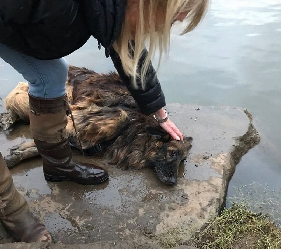 Овчарку вытащили из воды, но встать, а тем более идти она не может