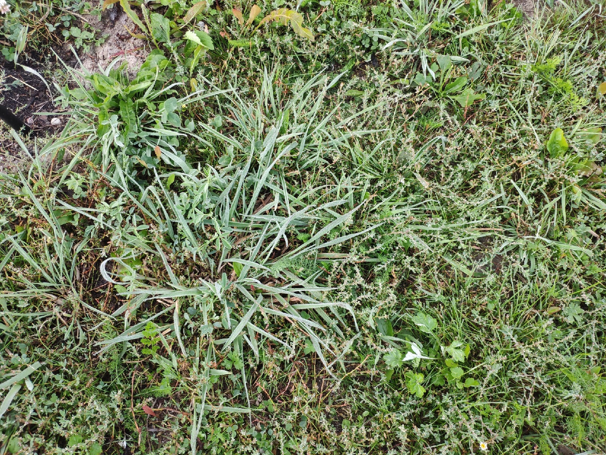 морозное утро