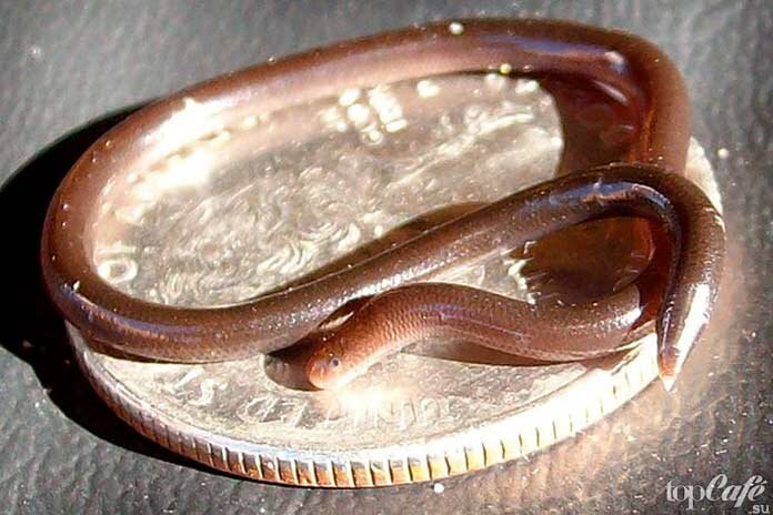 Самая маленькая змея в мире   Leptotyphlops carlae 