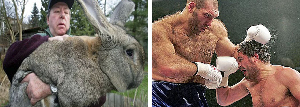 1) Гигантский кролик из-под Чернобыльской АЭС. 2) Боксёр и депутат Валуев, страдающий (или нет?) от опухоли гипофиза (акромегалия), приведшей гигантизму. Видимо, болезнь вызвана аварией на Ленинградской АЭС в 1975, он рядом жил во младенчестве... 