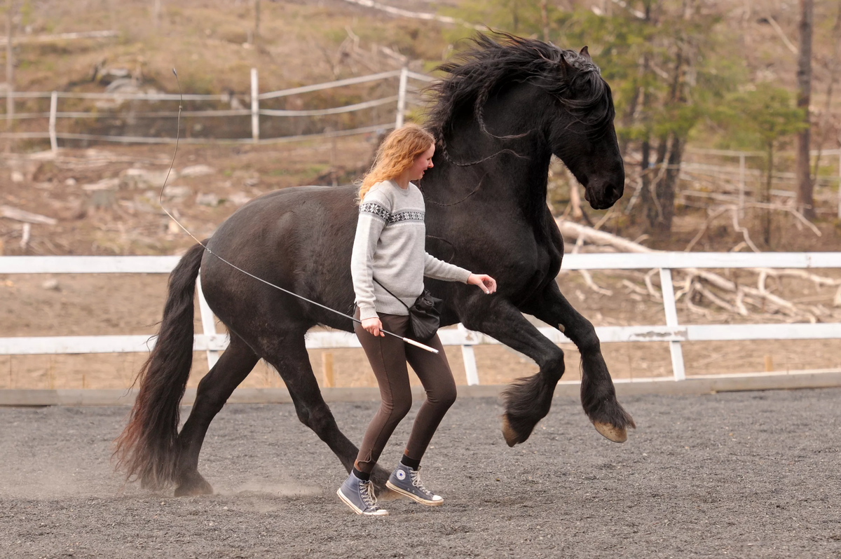 Как стать лидером для лошади? | My horse story | Дзен