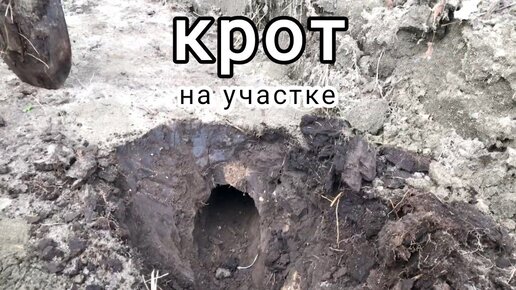 Содержимое набора модели кареты