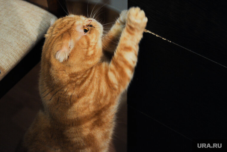    Теперь кремировать питомцев можно только в частных ветклиниках