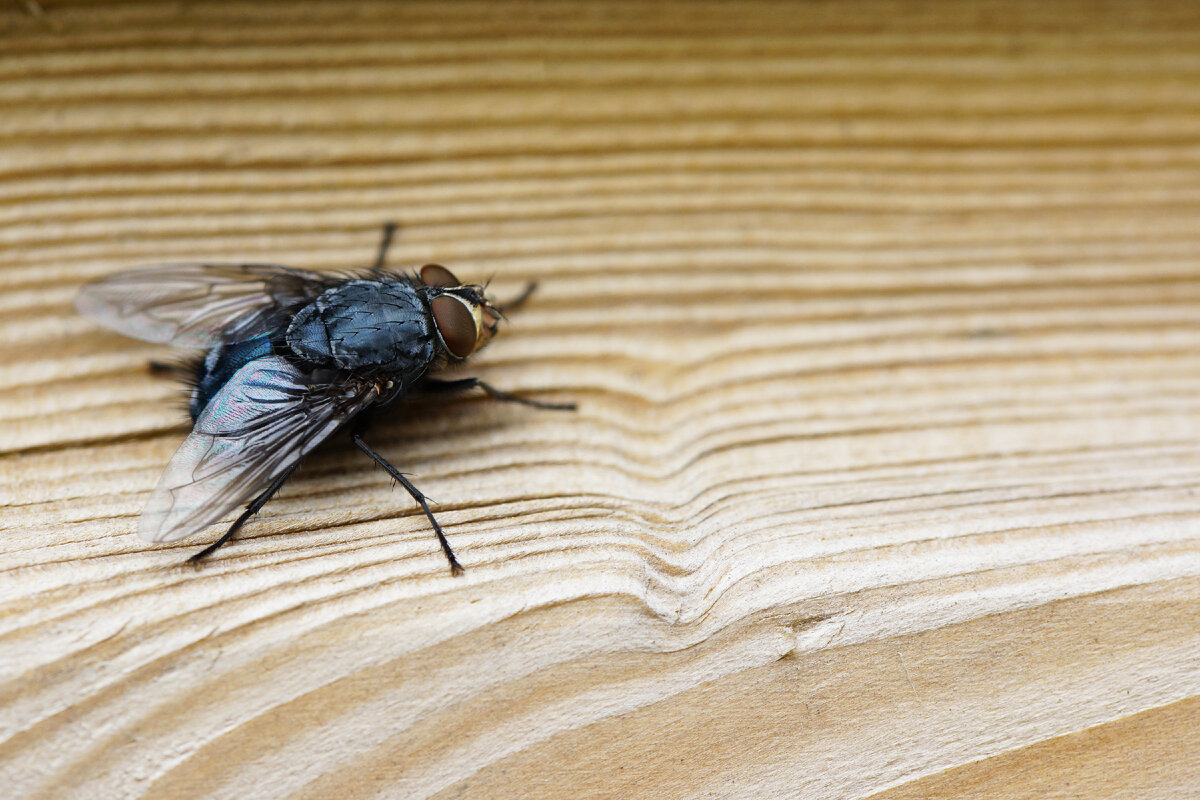 <a href="https://ru.freepik.com/free-photo/closeup-shot-of-a-fly-on-a-brown-wooden-surface_11207215.htm#query=%D0%BC%D1%83%D1%85%D0%B0&position=9&from_view=search&track=sph">Изображение от wirestock</a> на Freepik