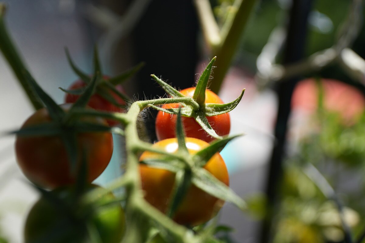    35 mm, 1/1250 sec, f/2.8, ISO 100, -0.3 EV. Источник: dpreview.com