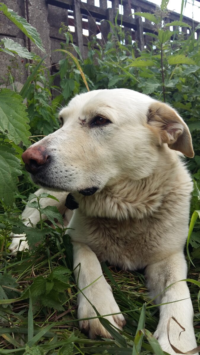 Гектар (фото автора)