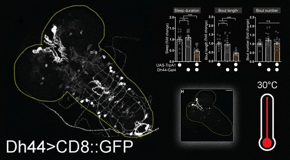   N + 1; Amy Poe et. al. / Science Advances, 2023