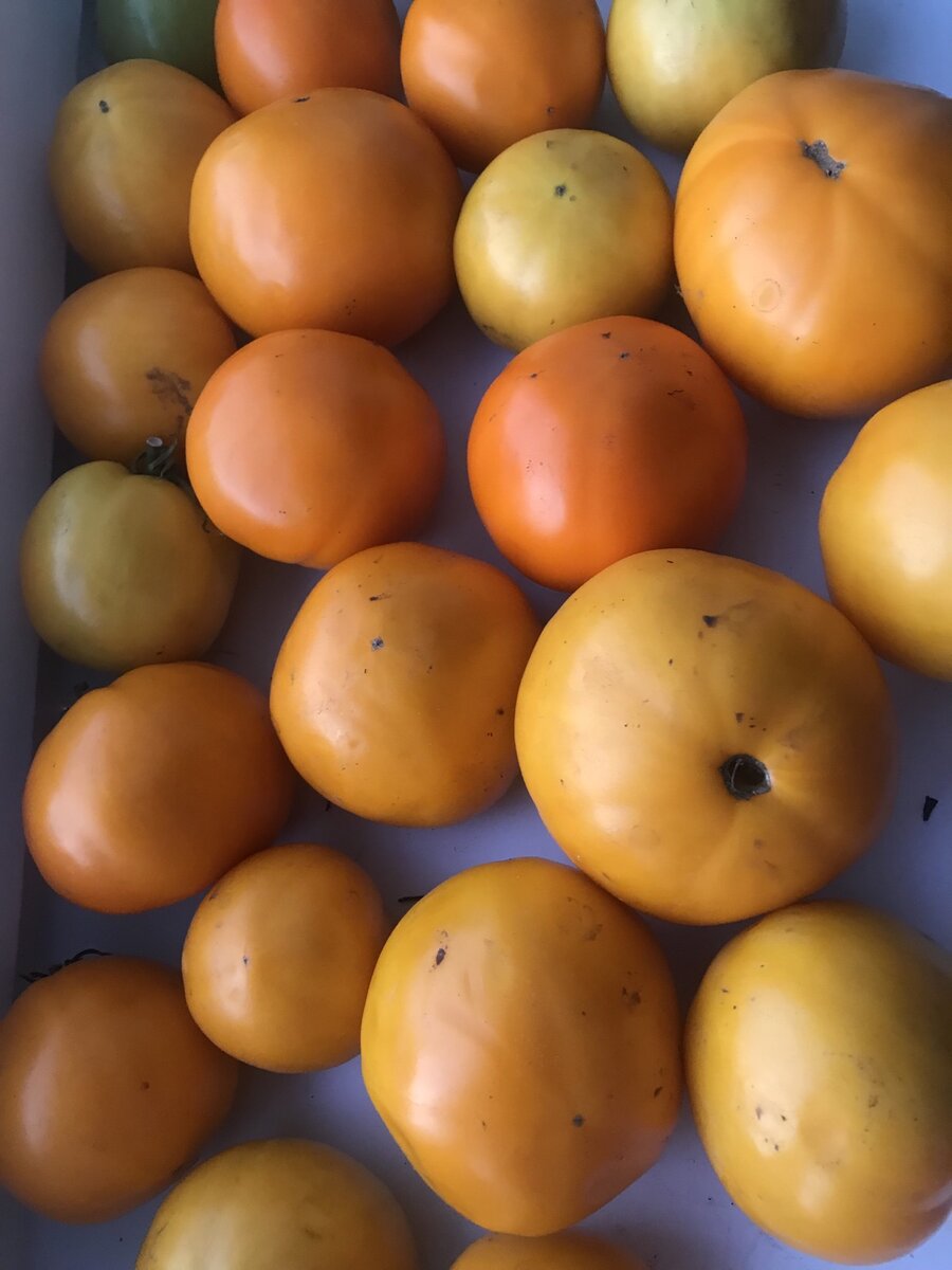 Созревшие помидорки