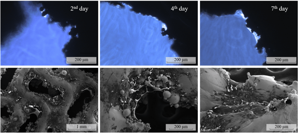   Прикрепление клеток к поверхности образца и их пролиферация / © Пресс-служба Сколтеха