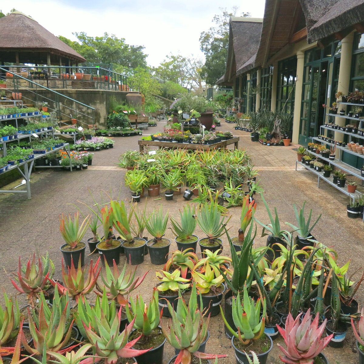 Алоэ и другие растения в садовом центре