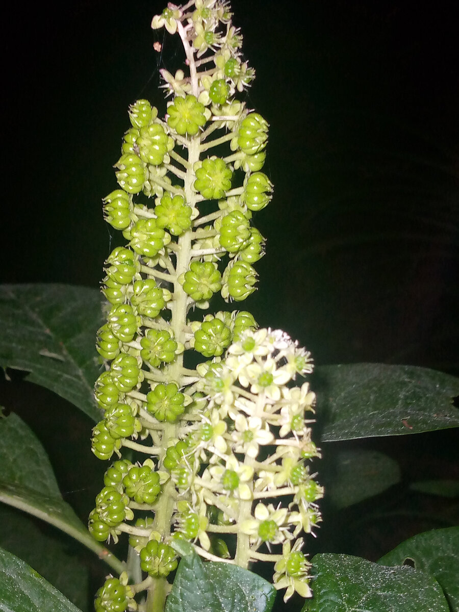 Добрая осенняя тихая ночь... | Светлана Букашкина | Дзен