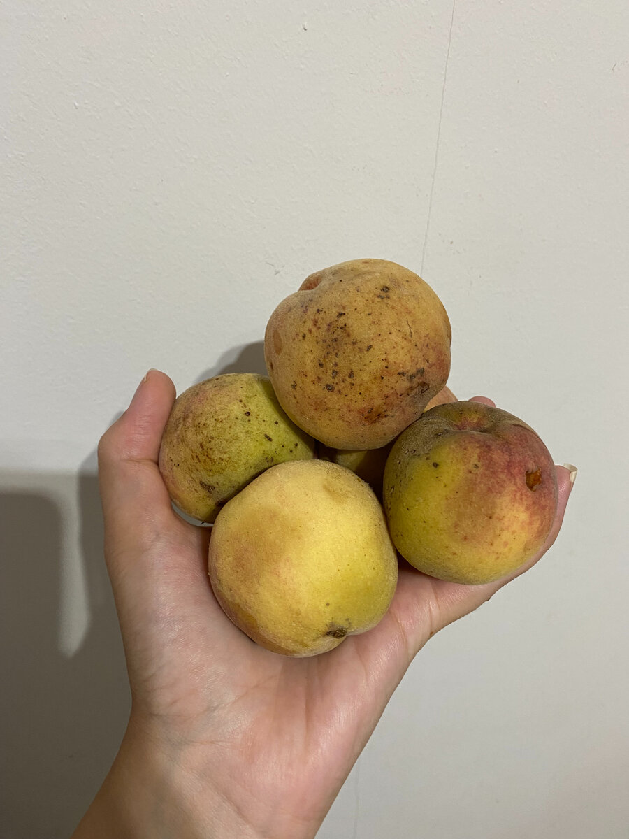 персики очень мягкие