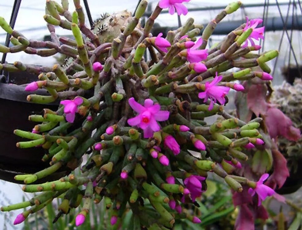 Бамбук драцена сандера. Молочай хатиора. Хатиора гертнера hatiora gaertneri. Хатиора солеросовая. Цветы как палки.