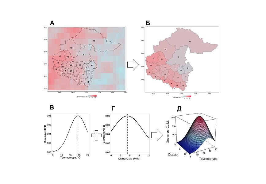 Рис. 1: Схема обработки данных. (A) Растровая информация о климатических характеристиках, полученная из модели CMIP6, использовалась для расчета (Б) средней климатической характеристики для каждого административного района. (В) Данные о распределении средней температуры и (Г) осадков использовались для расчета (Д) значений переменных CLIM1-4.