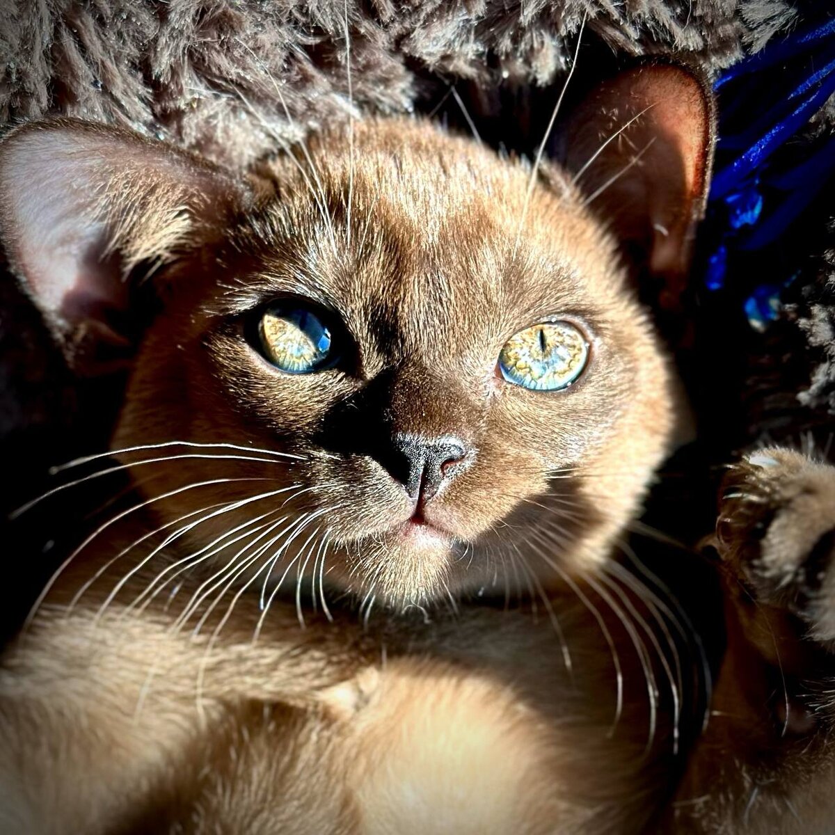 Solomon Jasper*RU - котенок в окрасе соболь, 2 месяца, окрас соболь. Питомник Jasper Burmese.