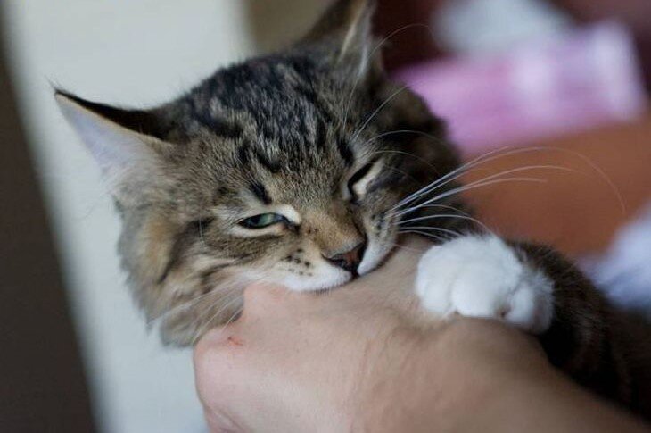 Кошки кусаются по разным поводам и это не всегда агрессия