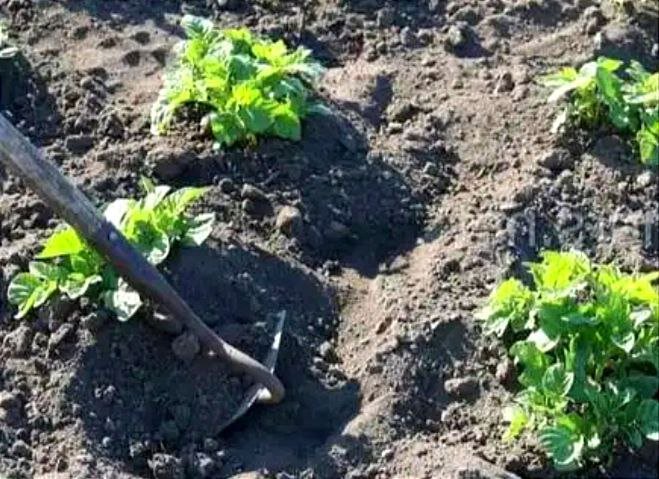 Вырастить картошку - тяжелый труд! Но и собрать урожай - труд не меньший