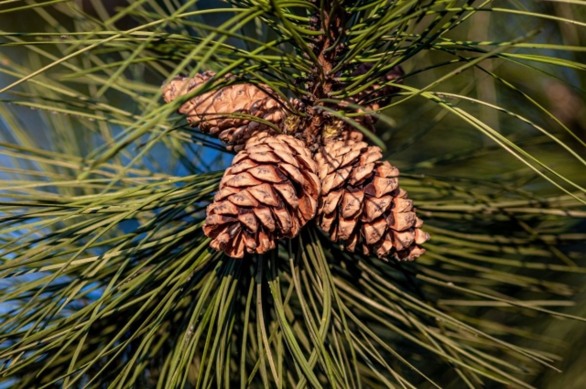    Еще один кедровик высадили в Томском районе