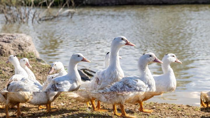 ФОТО: ALEKSEY SMYSHLYAEV/GLOBALLOOKPRESS 