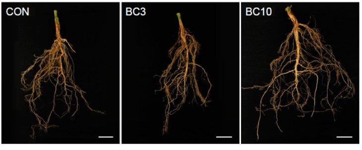    Что общего у сои и мискантуса