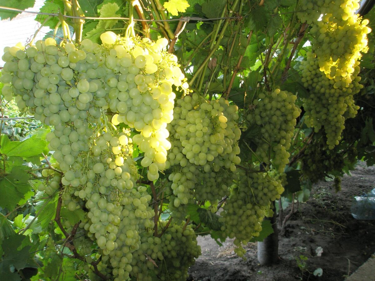 Привет из солнечной Сибири!
