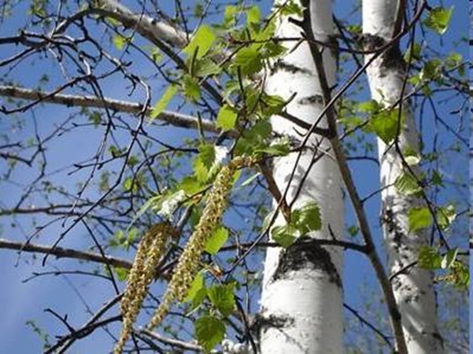 Береза весной картинки для детей в детском саду