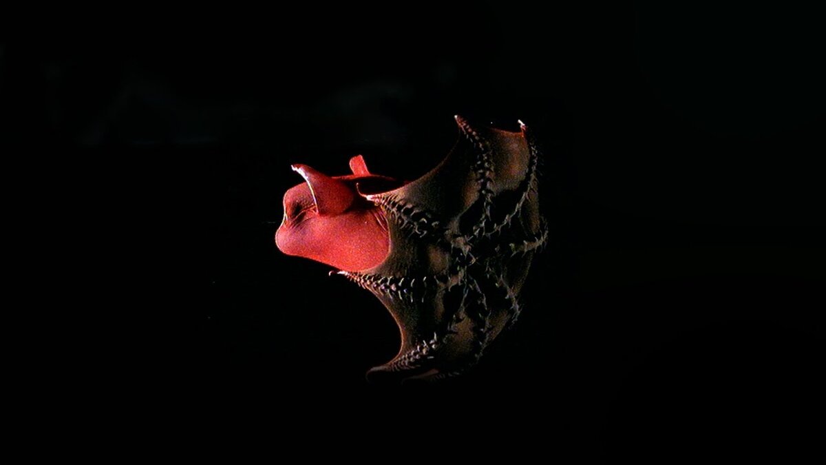 Адский Вампир