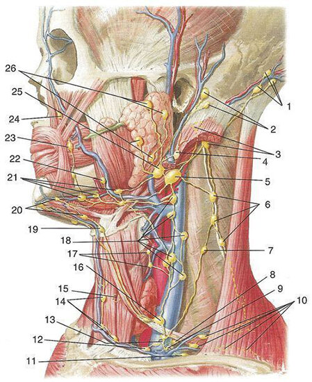 Лимфа на лице