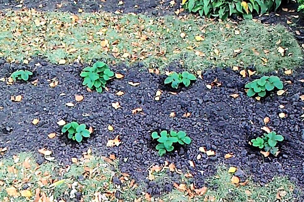 Это грядка, которую размножала делением куста. Сентябрь прошлого года.