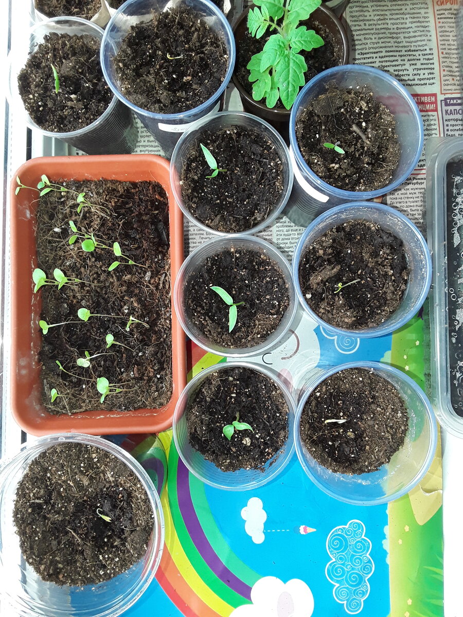 Вот они, первые хрупкие (здесь, правда, не только томаты)