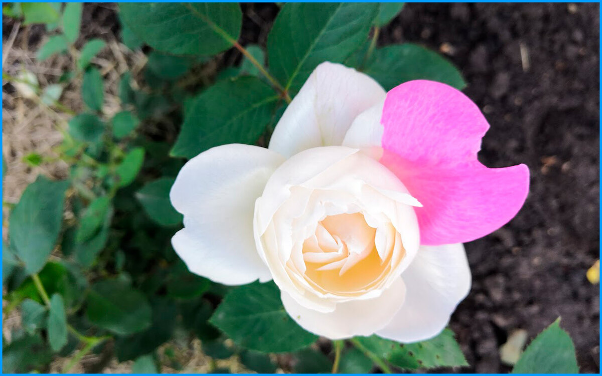 Очень люблю выращивать цветы. Мой сад