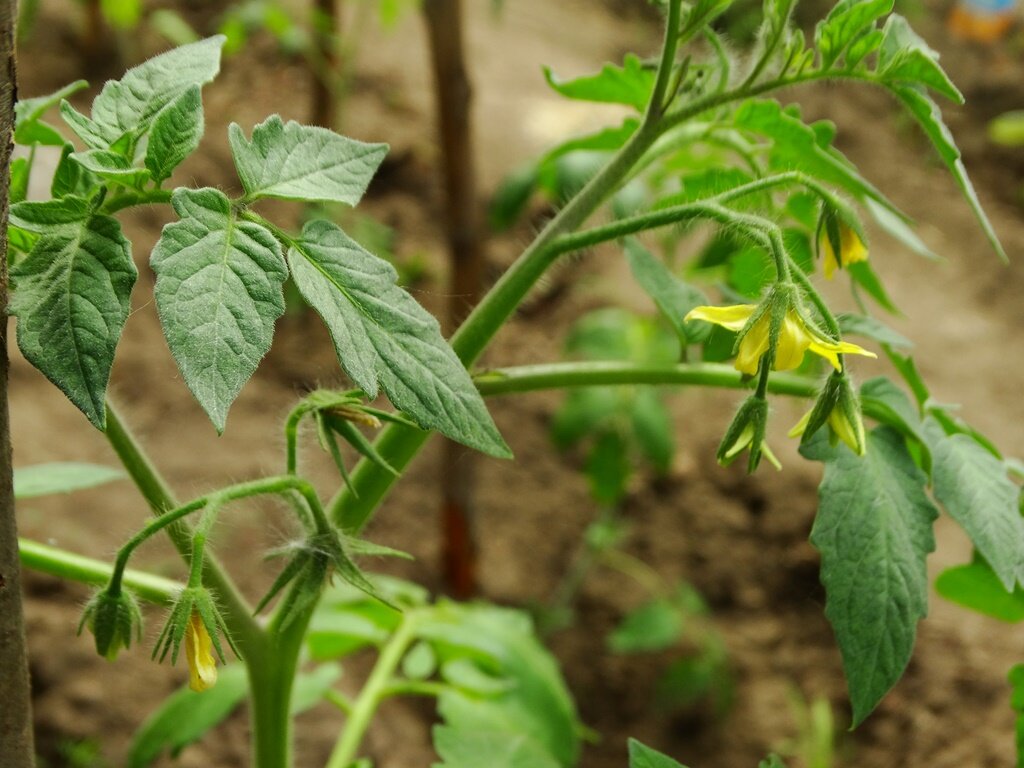 Цветущие помидоры в теплице