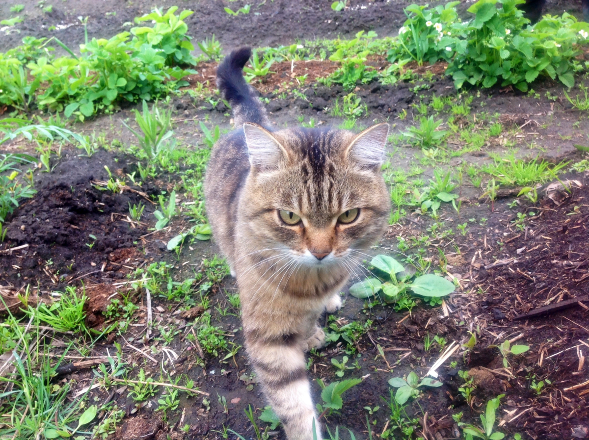 Как отвадить кошек с участка. Кошка в огороде. Коты на даче. Котик на грядке. Кот на огороде на земле.