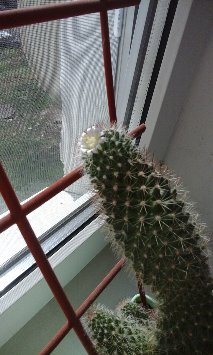 Расцвёвший кактус.