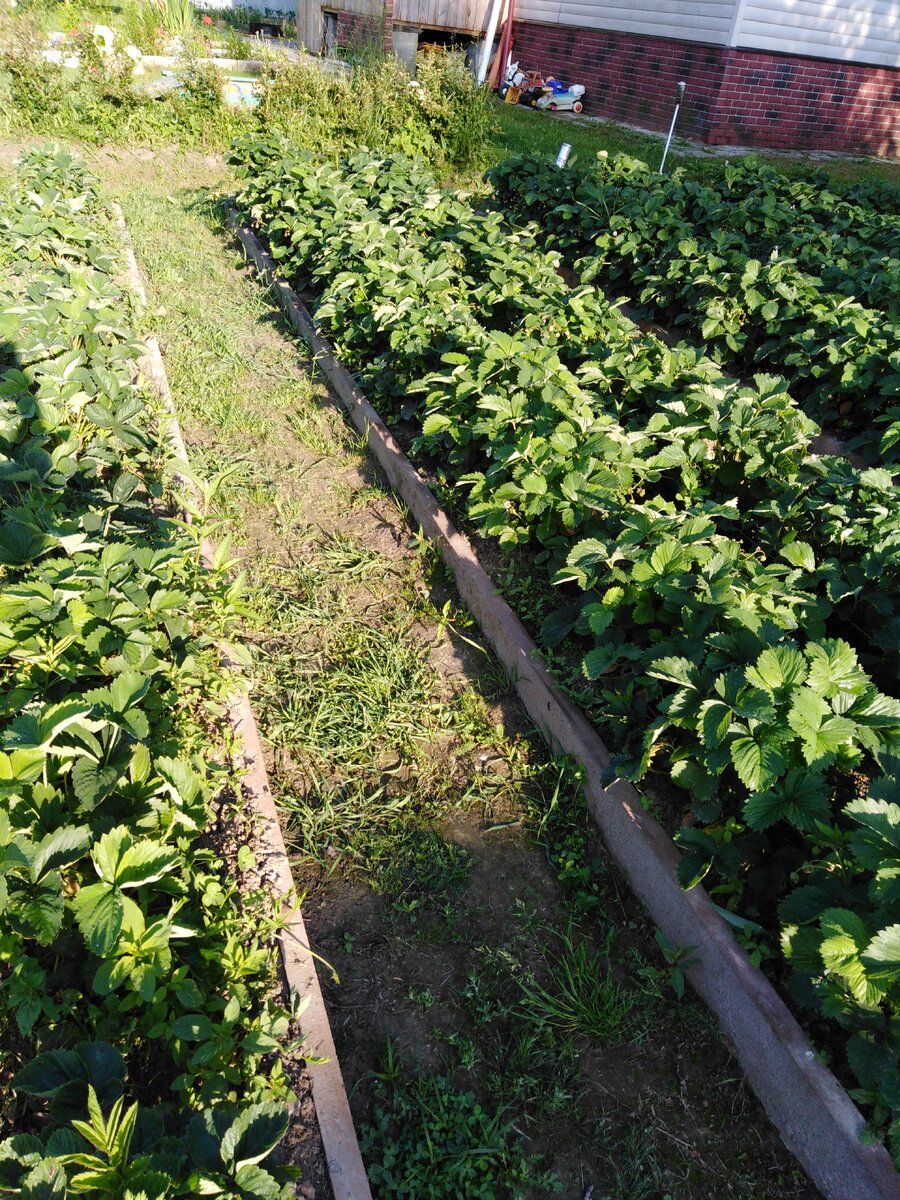 Дорожки между грядок. Фото автора.