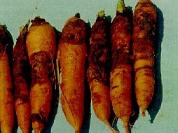 фото из открытого доступа сети Интернет 