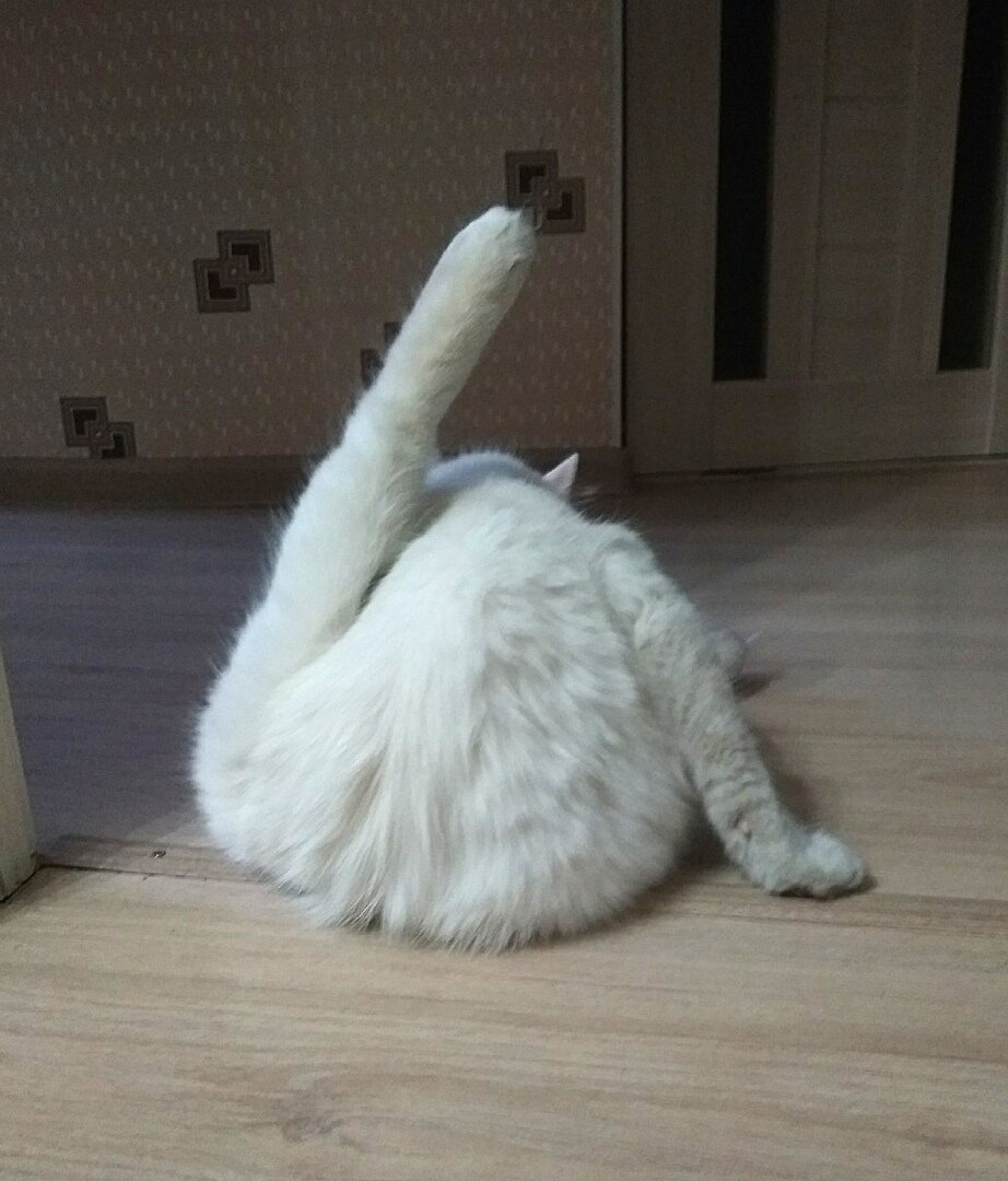 Возможно, ему было совсем нечего делать)